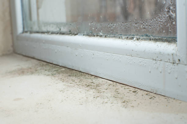 Trusted Mold Cleanup Services Near Me in Tumwater, WA