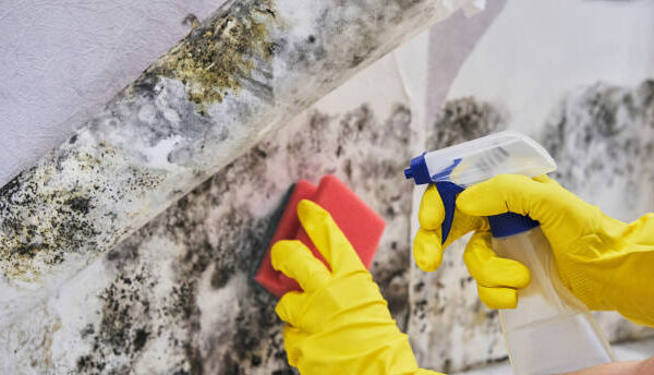 Trusted Mold Damage Cleanup in Lewis County, WA 