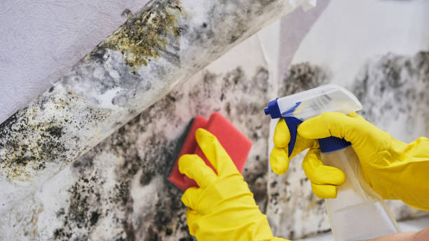 Trusted Mold Damage Cleanup in Lewis County, WA 