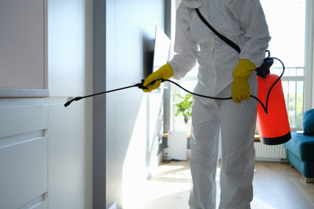 Expert Mold Removal Services in Olympia WA 