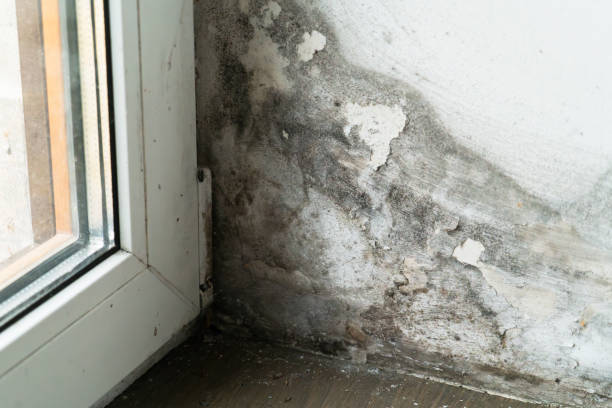 Professional Mold Restoration Services Pierce County WA