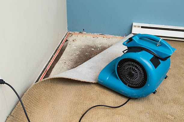 Trusted Mold Restoration Services in Pierce County WA