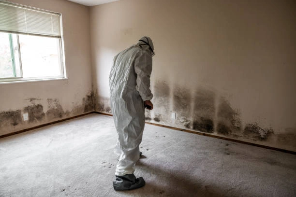 Best mold remediation services in Olympia, WA