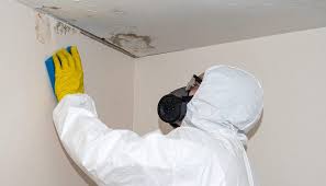 Fast Mold Restoration Services Pierce County WA Area
