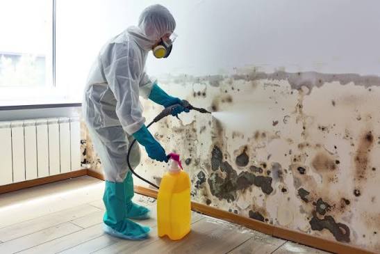 Mold Remediation Services in Thurston County WA Help